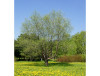 Central Siberian Botanical Garden 