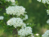 Central Siberian Botanical Garden 