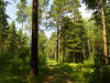 Караканский бор